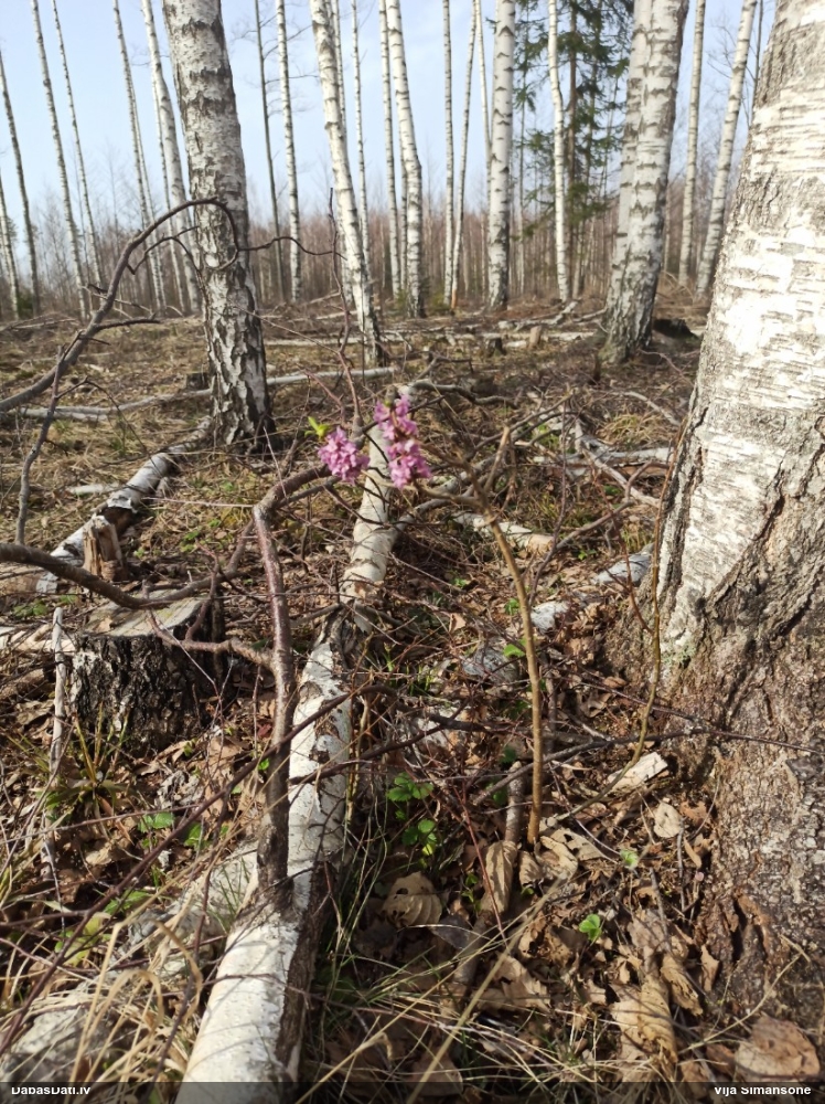 волчеягодник обыкновенный