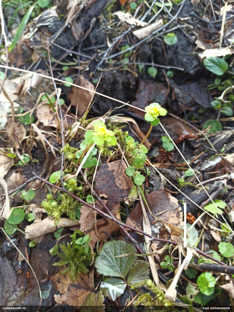 селезеночник обыкновенный