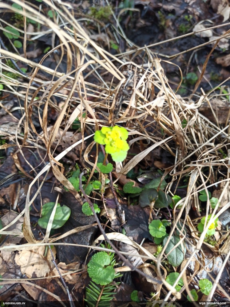 селезеночник обыкновенный