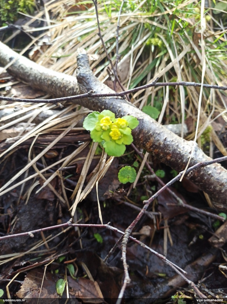 селезеночник обыкновенный