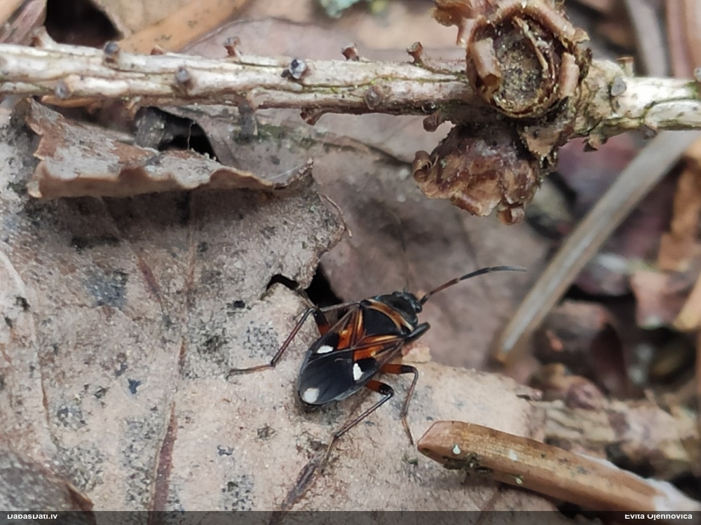 Zemesblakts Raglius alboacuminatus