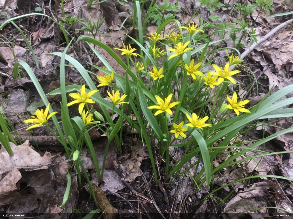 гусиный лук желтый