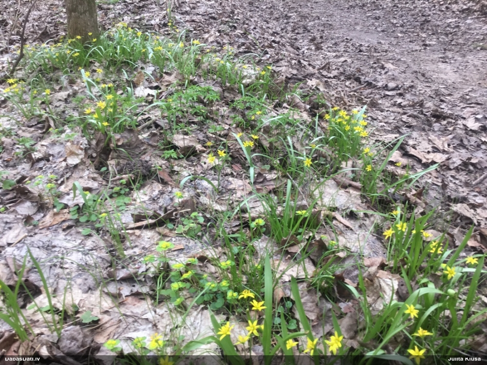 гусиный лук желтый