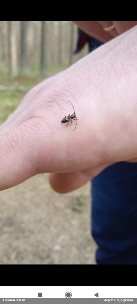 Koksngrauzis Pogonocherus hispidus