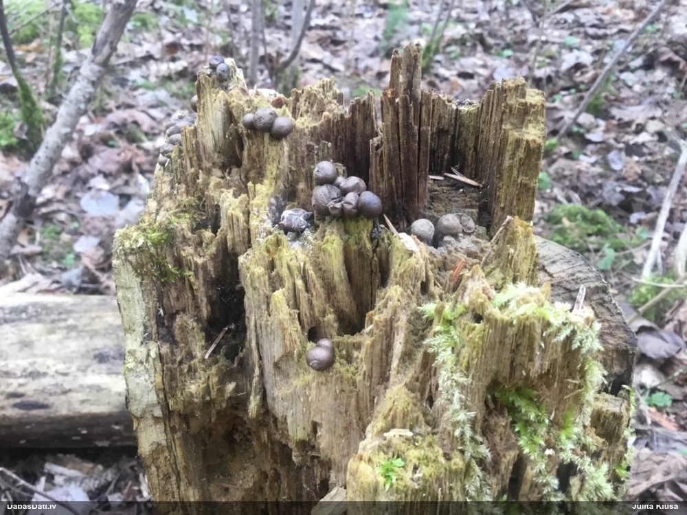 Vilkpienaine (nenoteikta)