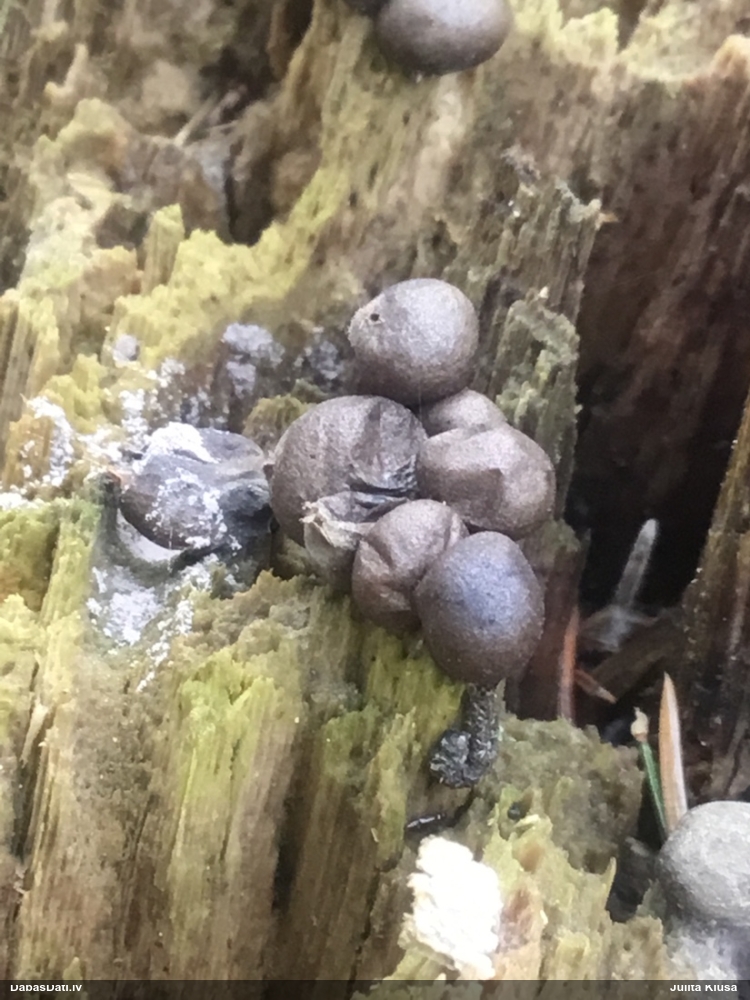 Vilkpienaine (nenoteikta)