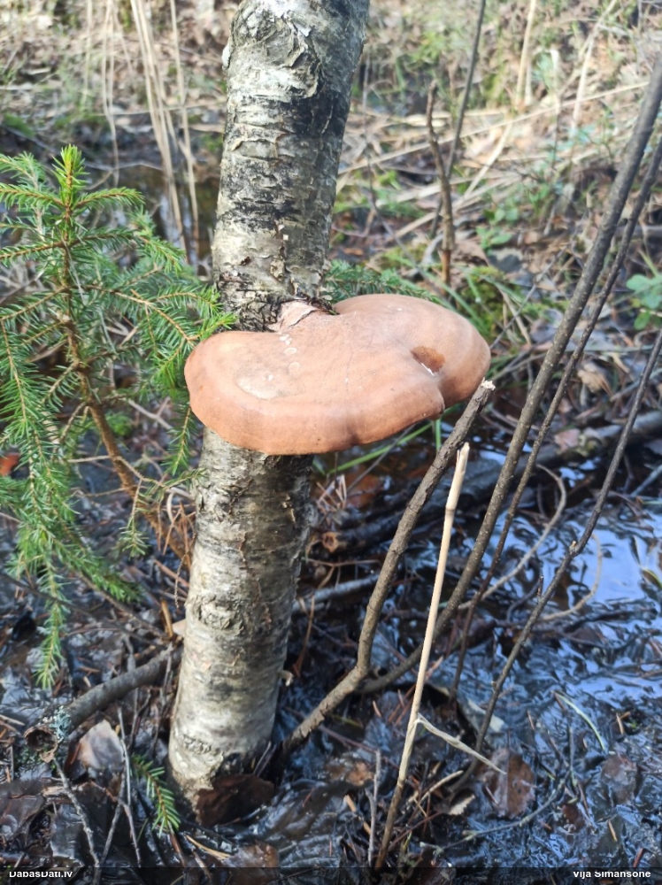 березовый Трутовик