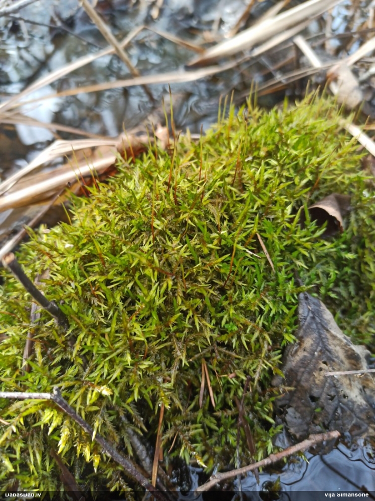 Parastā smailzarīte