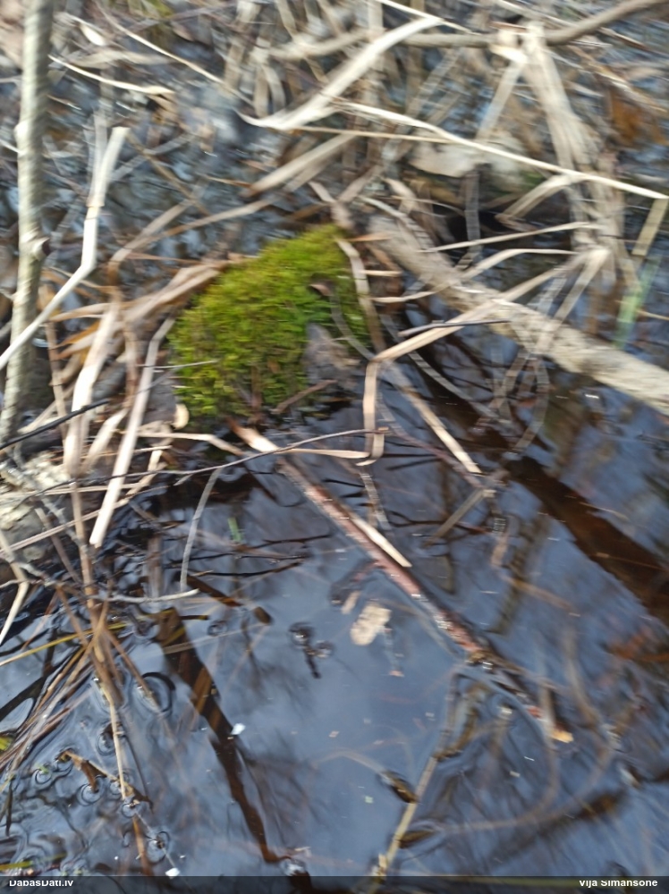 Parastā smailzarīte