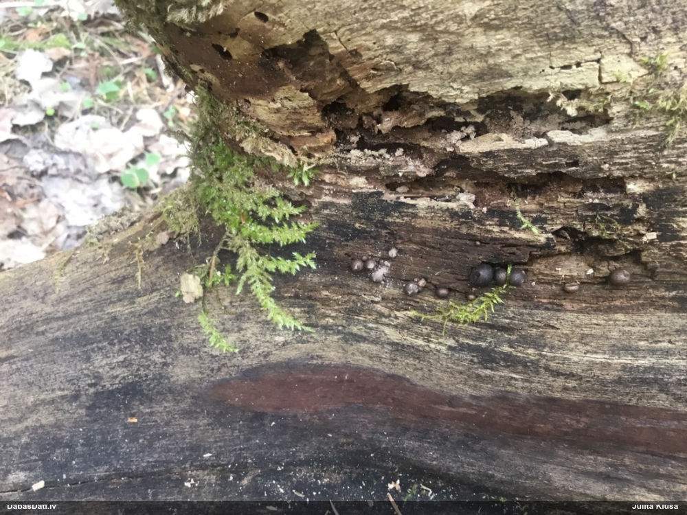 Vilkpienaine (nenoteikta)