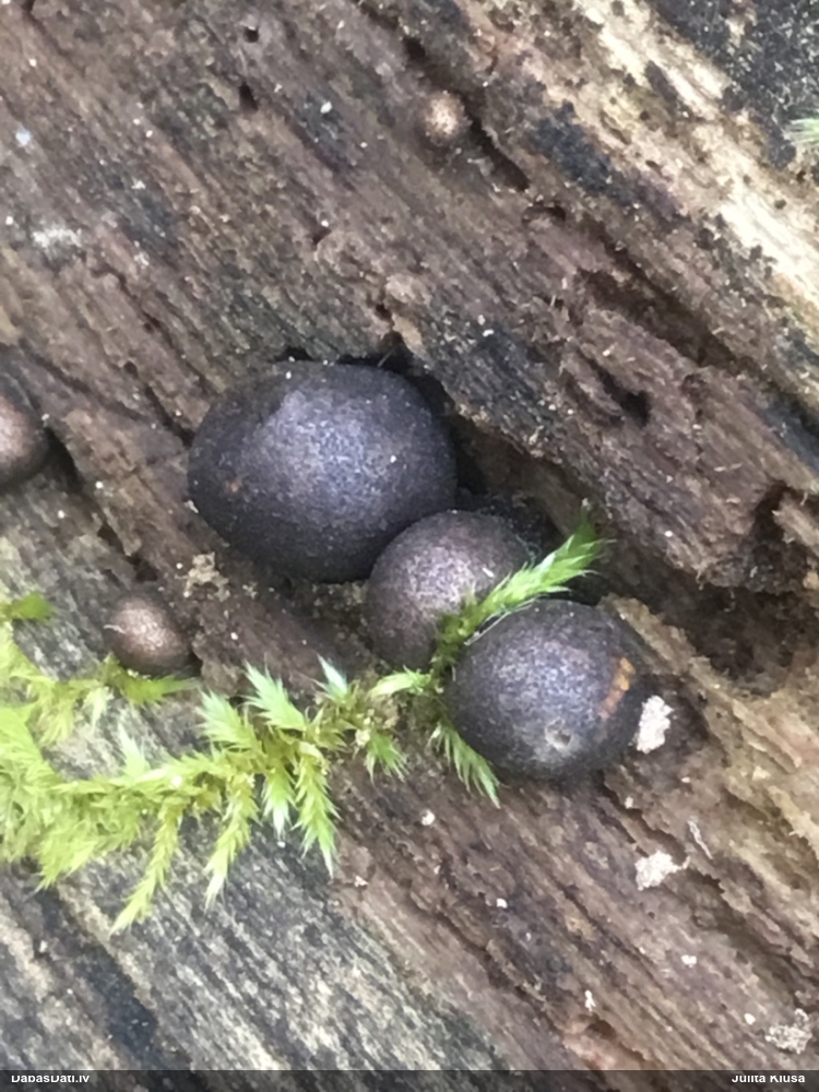 Vilkpienaine (nenoteikta)