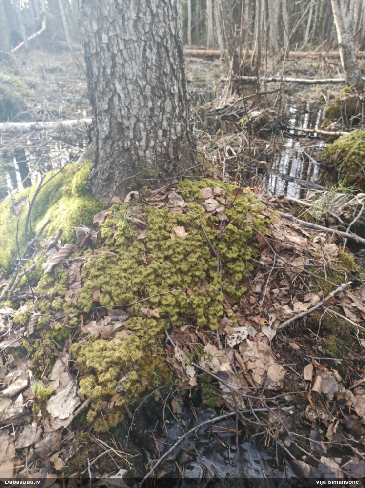 Spīdīgā stāvaine