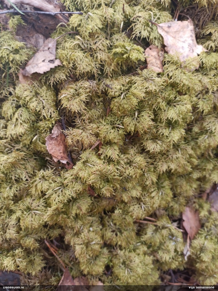 Spīdīgā stāvaine