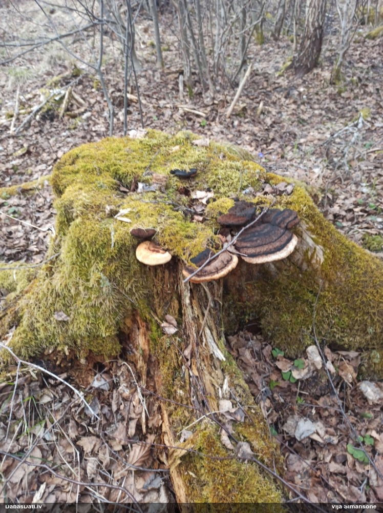 Smaržīgā sētaspiepe