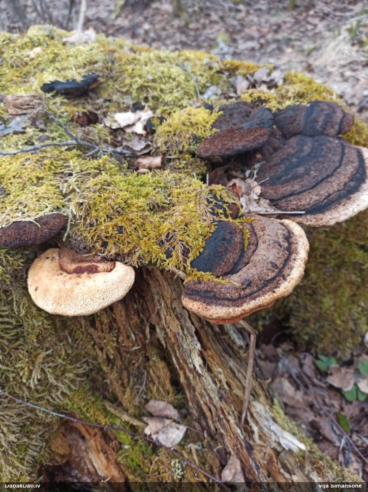 Smaržīgā sētaspiepe