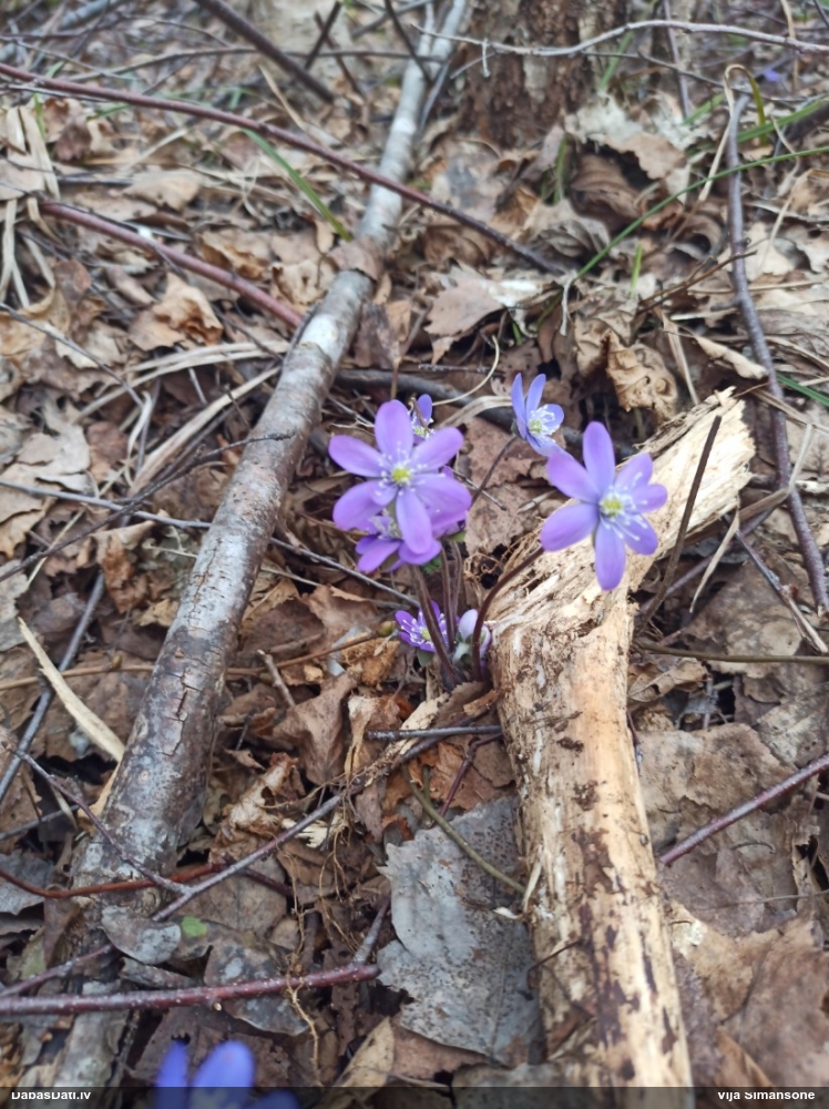 печеночница обыкновенная