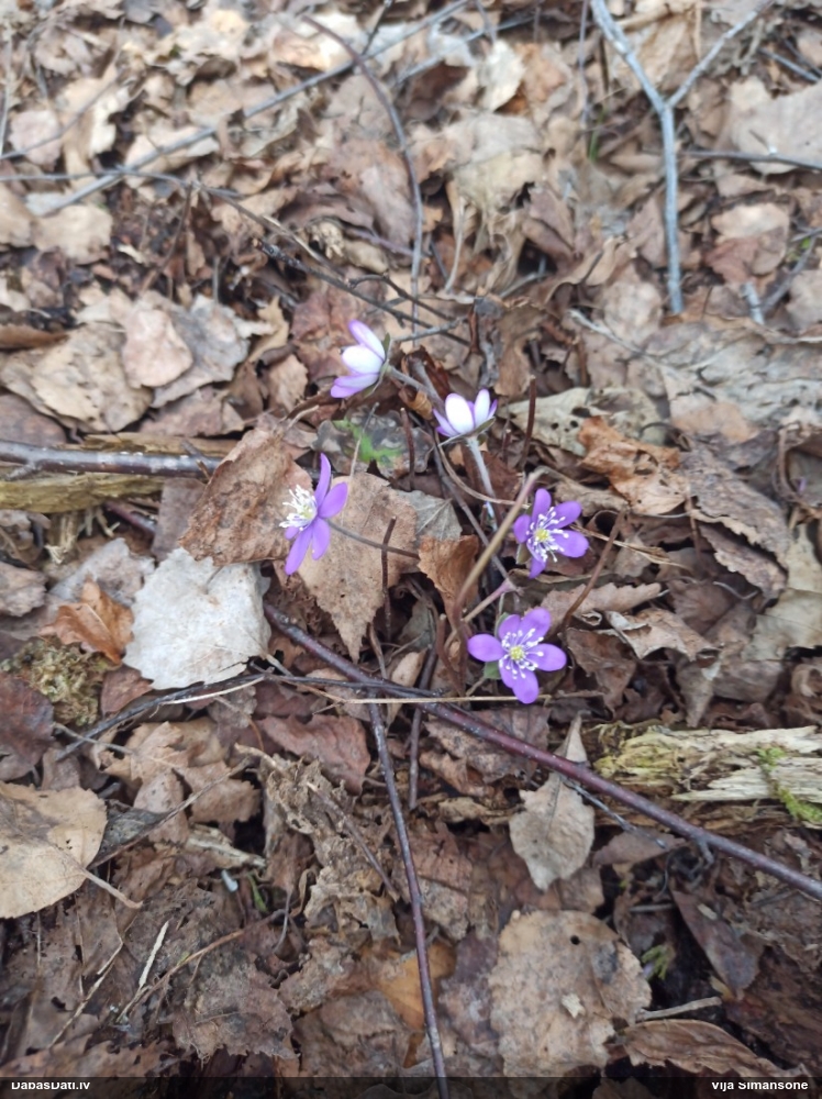 печеночница обыкновенная