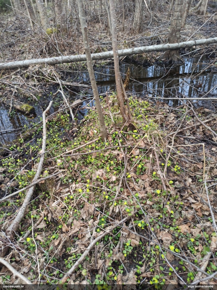 селезеночник обыкновенный