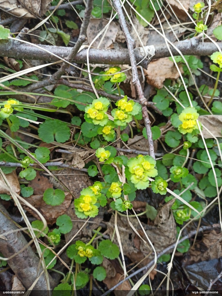 селезеночник обыкновенный