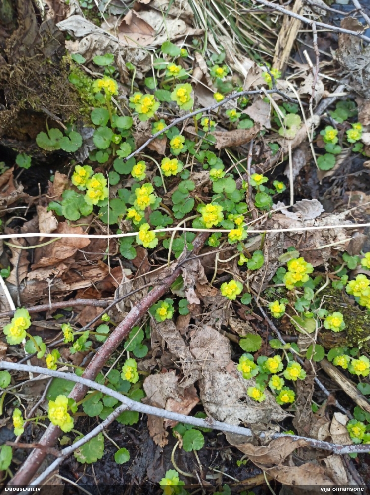селезеночник обыкновенный