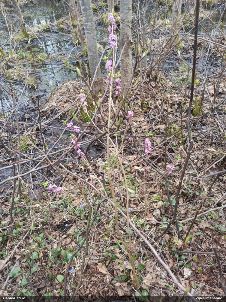 волчеягодник обыкновенный