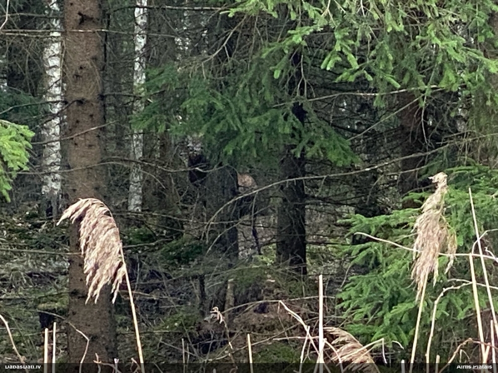 благородный олень