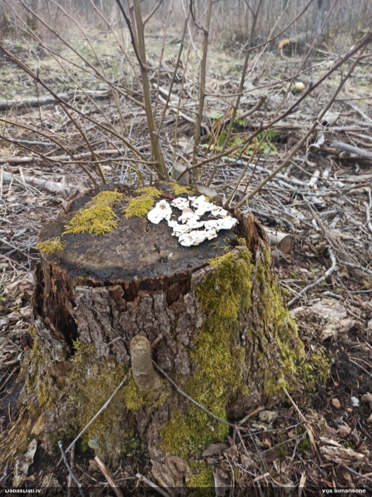 Sūrā pundurkamolene