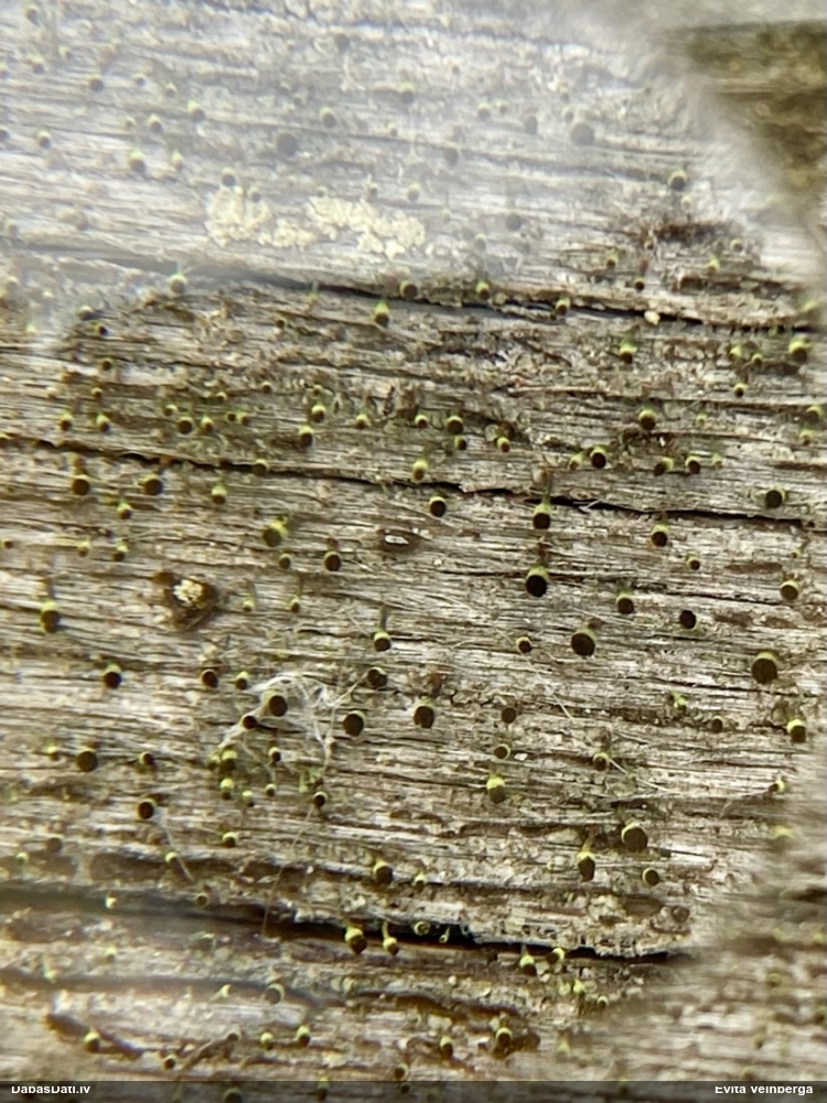 Brūngalvainā henotēka