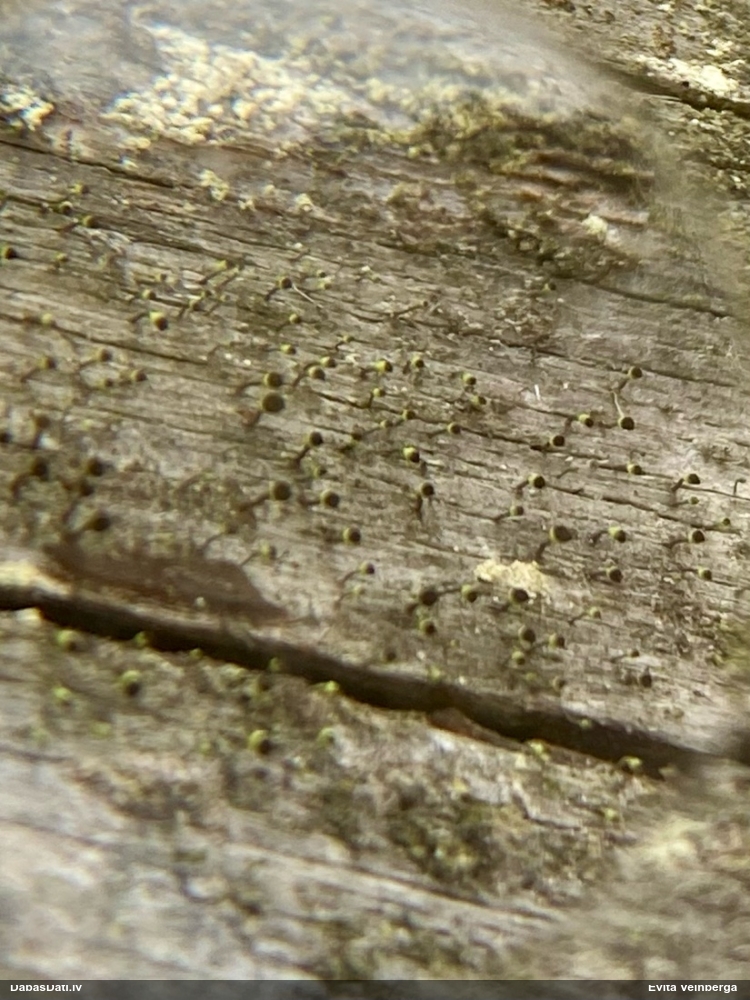 Brūngalvainā henotēka