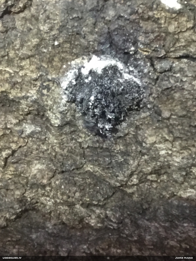 Baltais ragansviests