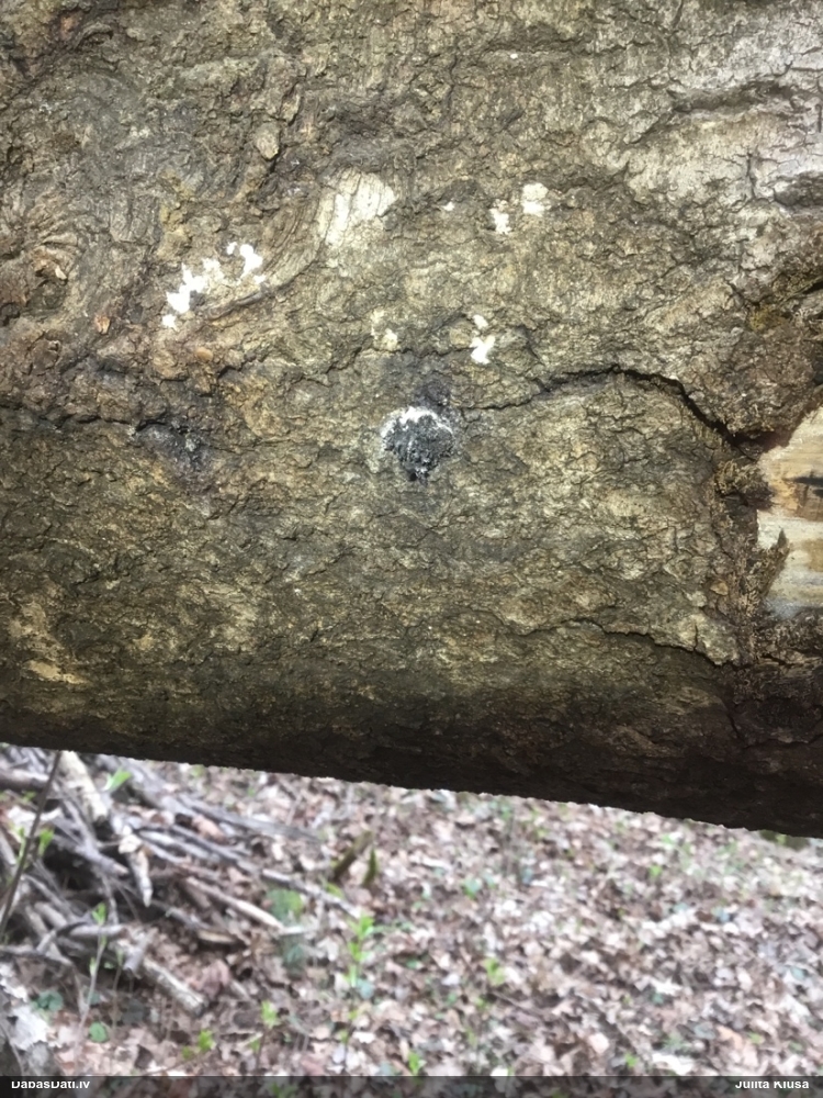 Baltais ragansviests