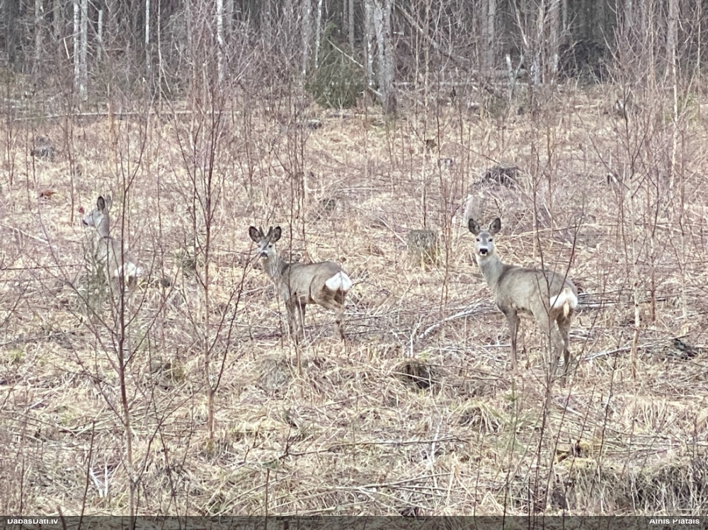 европейская косуля