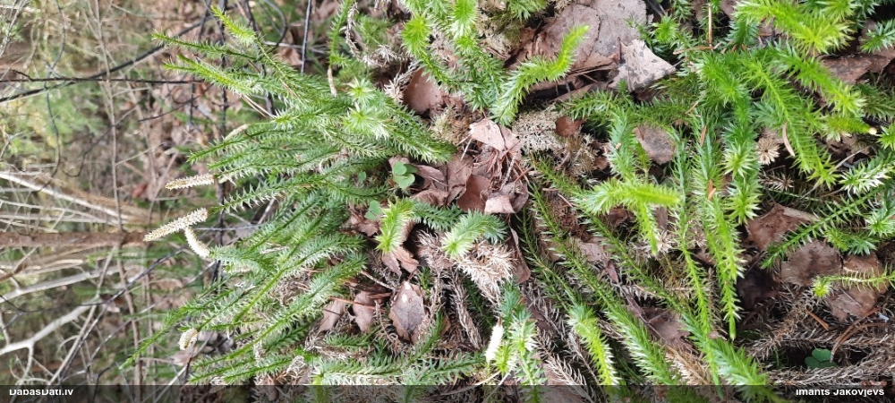 плаун годичный