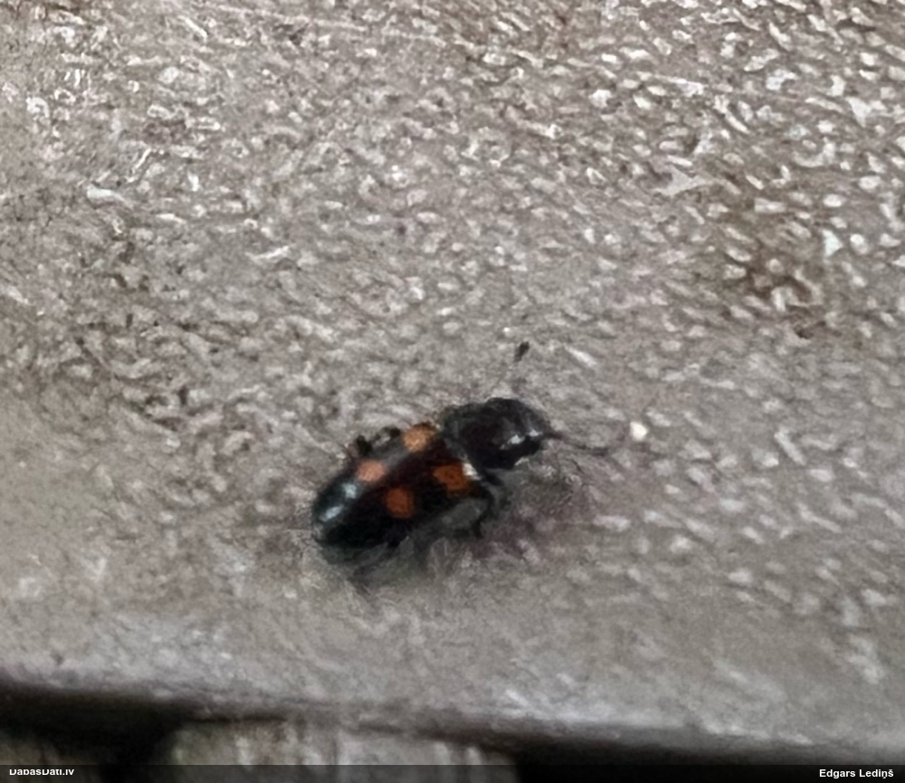 Spīdulis Glischrochilus sp.
