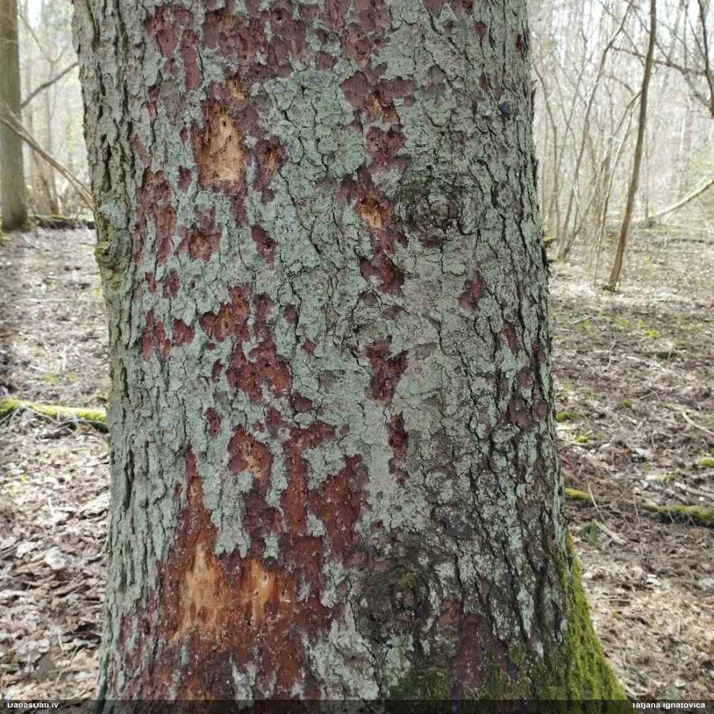 трехпалый дятел