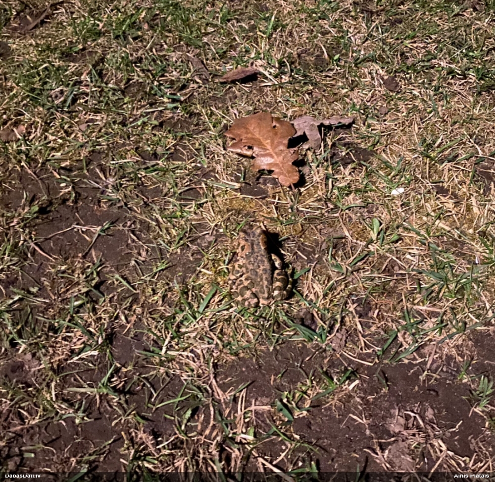 зеленая жаба