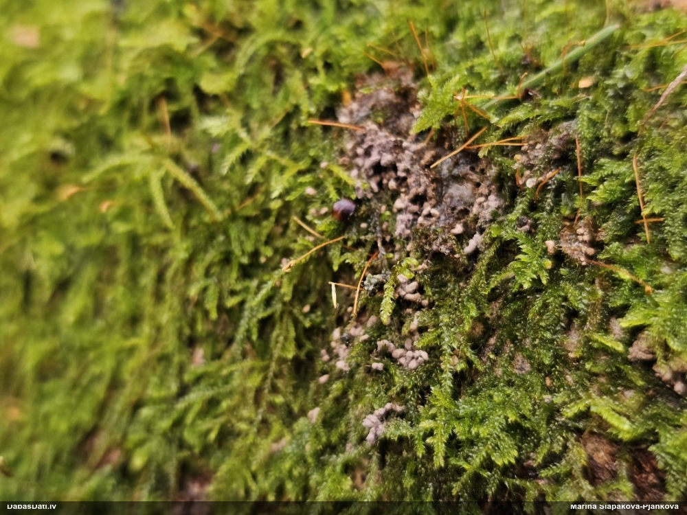 Arcīrija (nenoteikta)