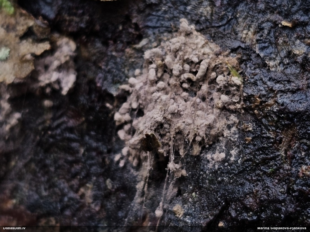 Arcīrija (nenoteikta)