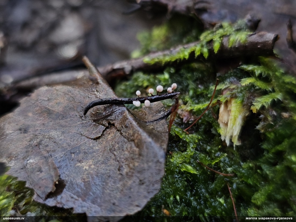 Lampīte (nenoteikta)