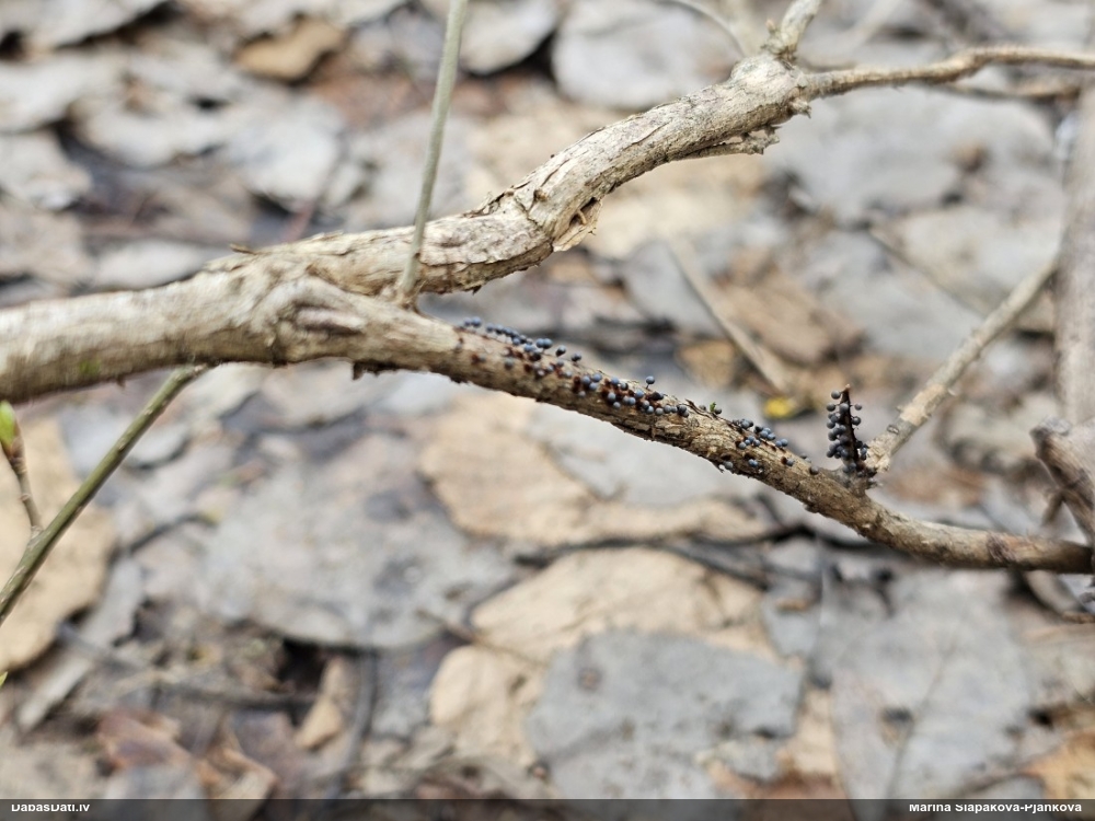Lampīte (nenoteikta)