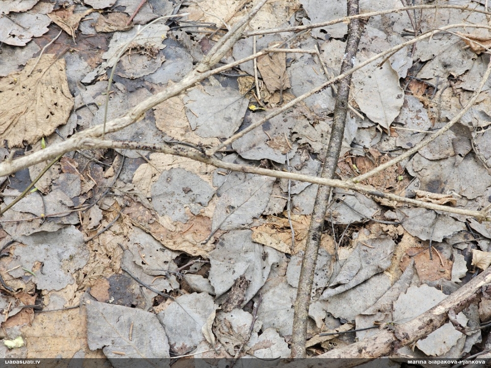 Lampīte (nenoteikta)