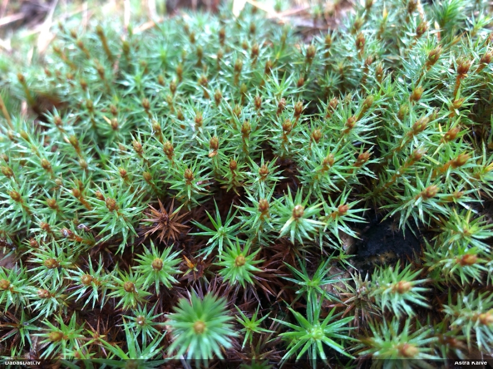 Matainais dzegužlins