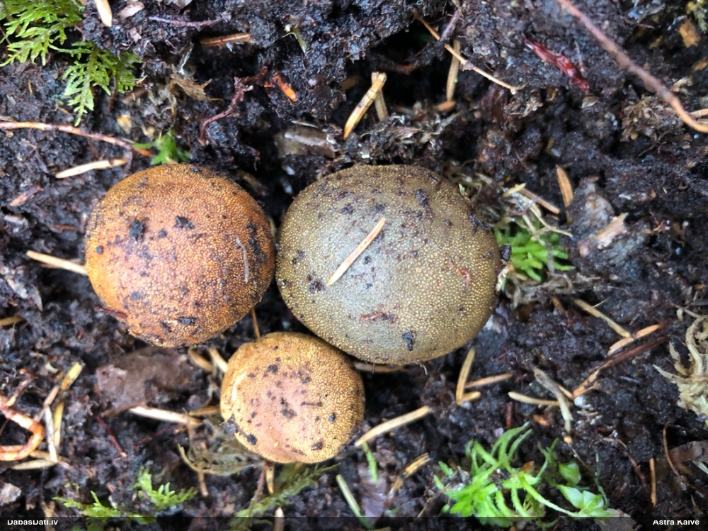 Skarbā briežtrifele