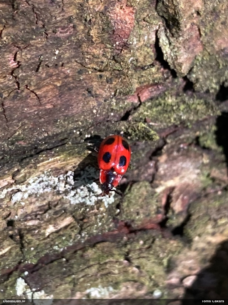 Piepjmīlis Endomychus coccineus