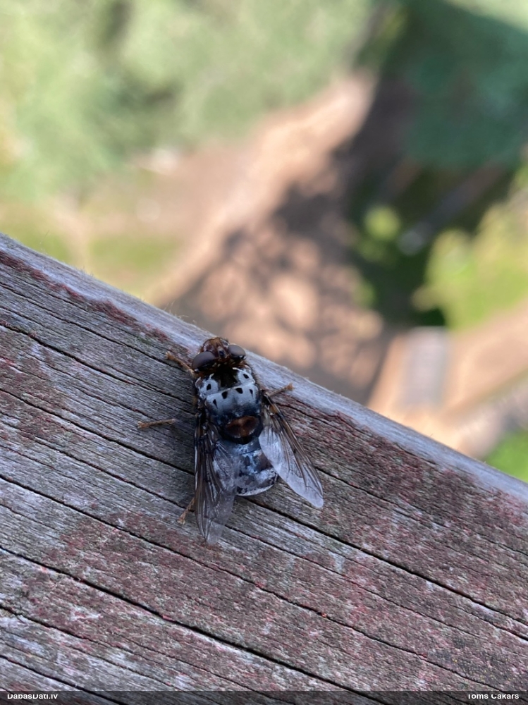 Briežu nāšuspindele