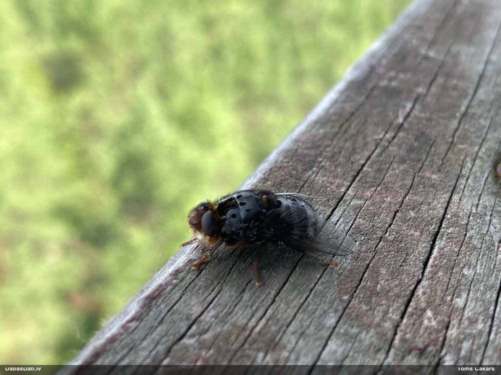 Briežu nāšuspindele