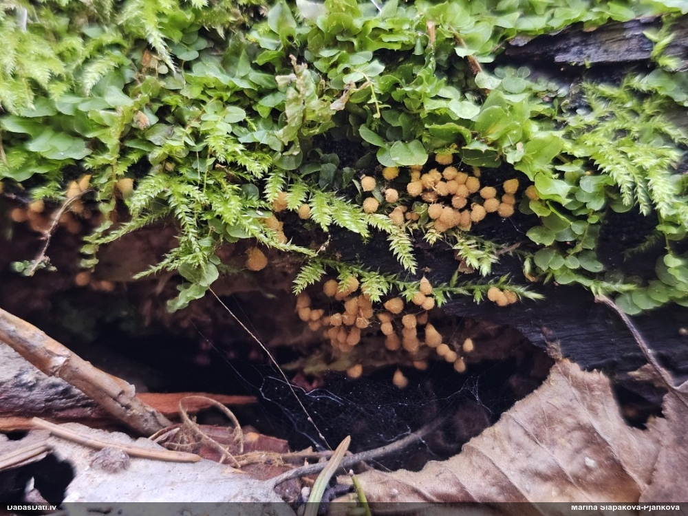 Hemitrihija (nenoteikta)