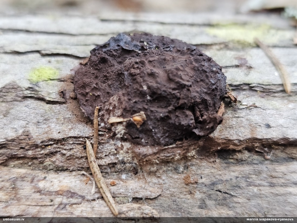 Gļotpūpēdis (nenoteikts)