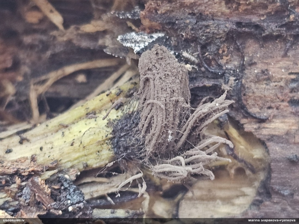 Tumsnējā vālenīte (šokolādes gļotsēne)