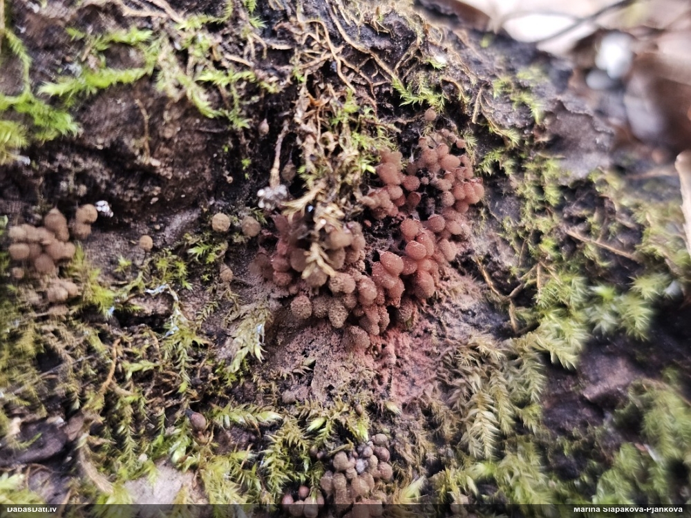 Arcīrija (nenoteikta)